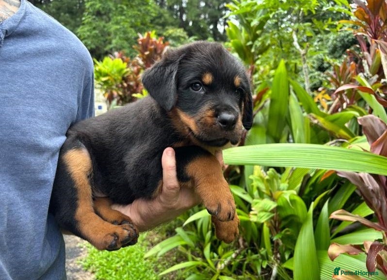 Rottweiler dogs for sale: Healthy Pure chunky big bone puppies in Chichester - Advert 2