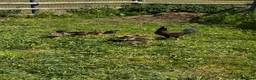 Chickens poultry for sale: POL Hens, Hatching eggs, and day old chicks  - Advert 5