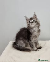Maine Coon cats Pedigree Maine Coon Kittens GCCF REGISTERED - Advert 6