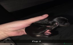 Chihuahua dogs for sale: 4 chihuahua girls - Advert 8