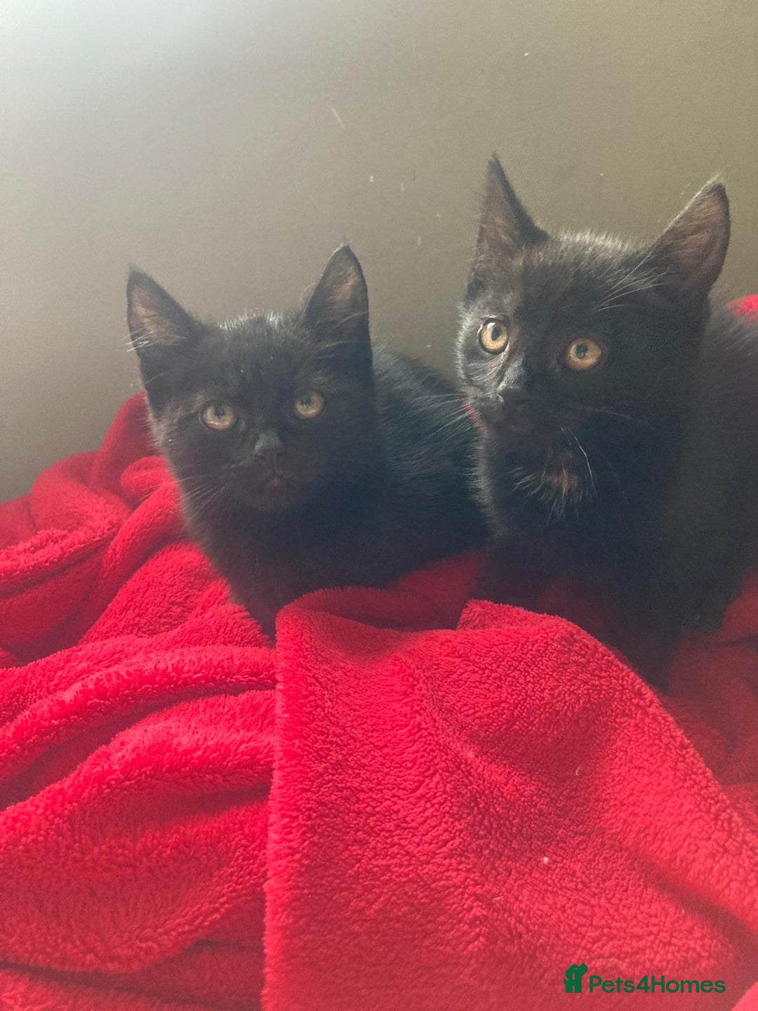 British Shorthair cats for sale: Beautiful kittens looking for new home  - Image 22
