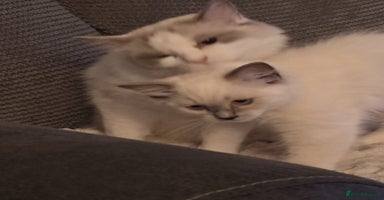 Ragdoll cats - Advert 7