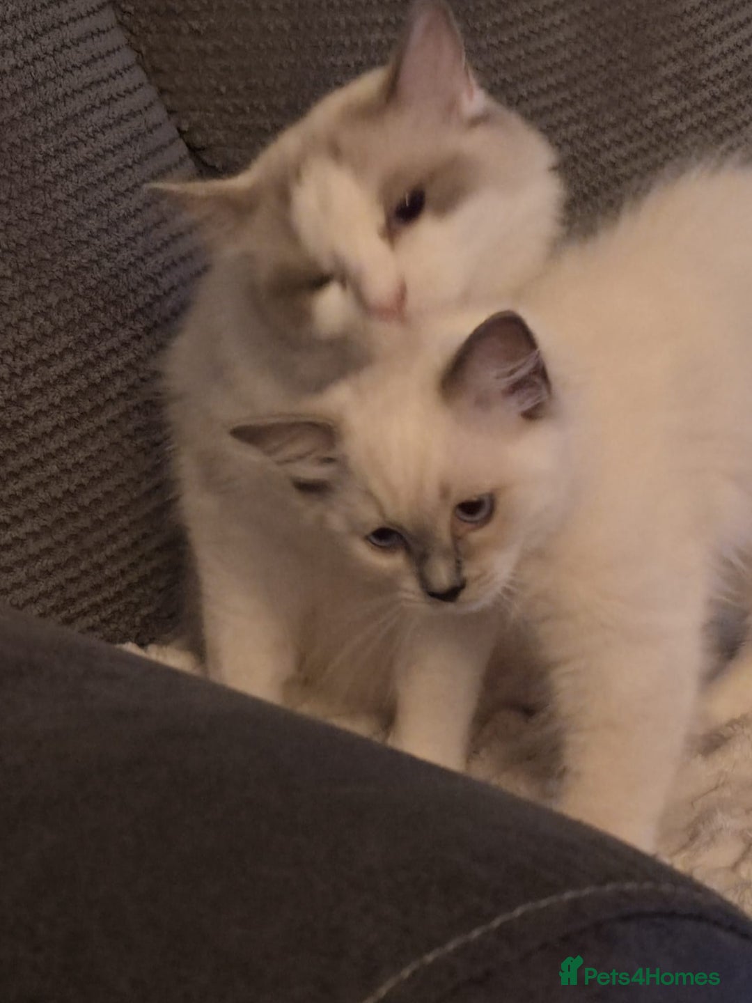 Ragdoll cats for sale: Pure Ragdoll Kittens (Mitted) Only 1 male left  - Image 3