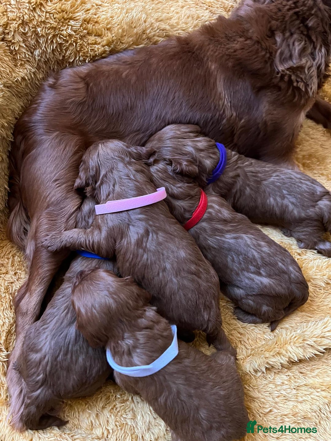 Cavapoo dogs for sale: Sensational Cavapoo Puppies-Parents Health Tested - Advert 11