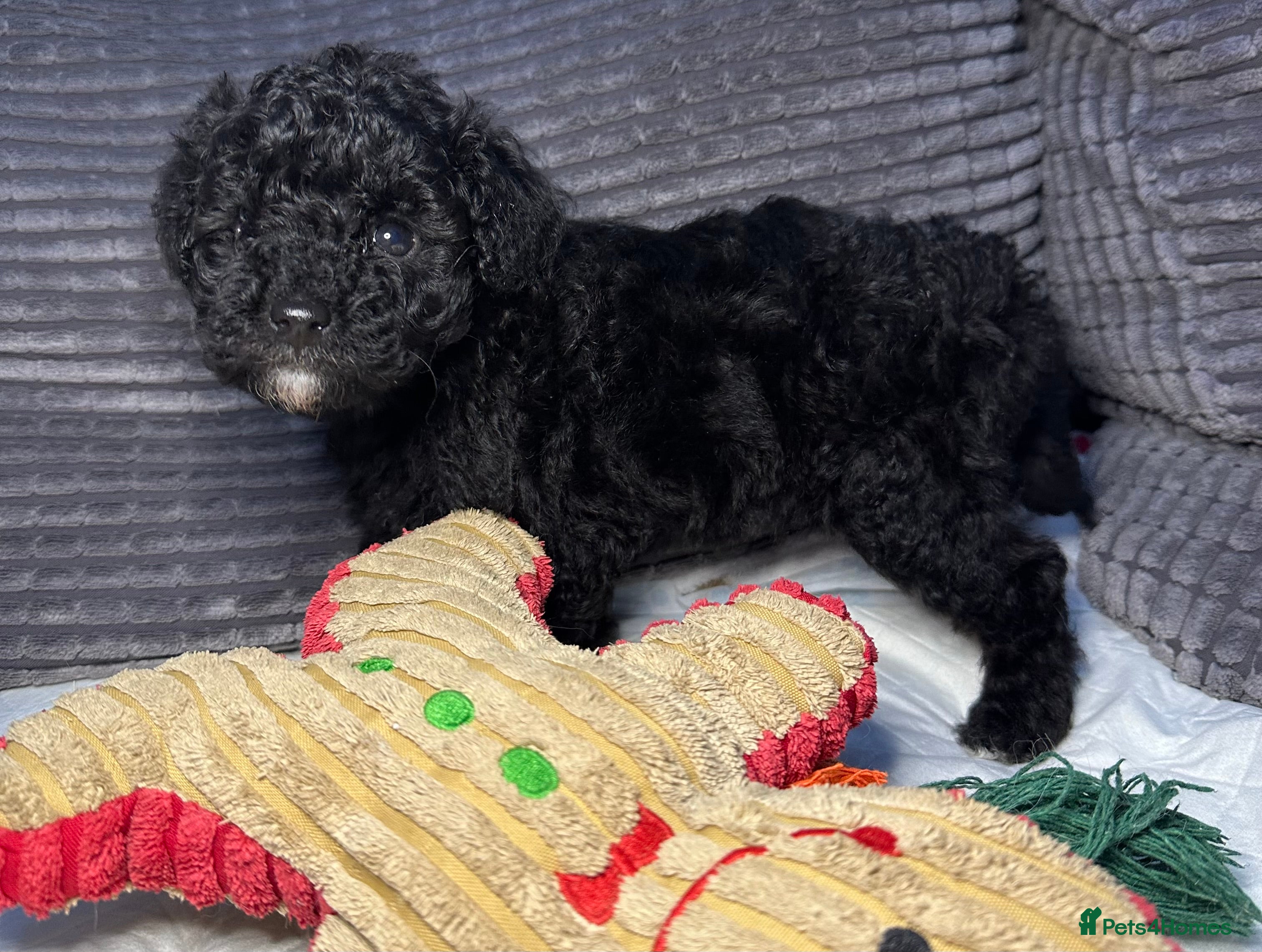 Toy Poodle dogs Toy  poodle puppies - Advert 18