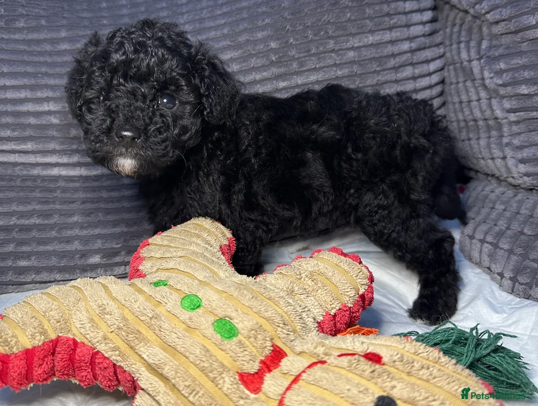 Toy Poodle dogs for sale: Toy  poodle puppies - Advert 1