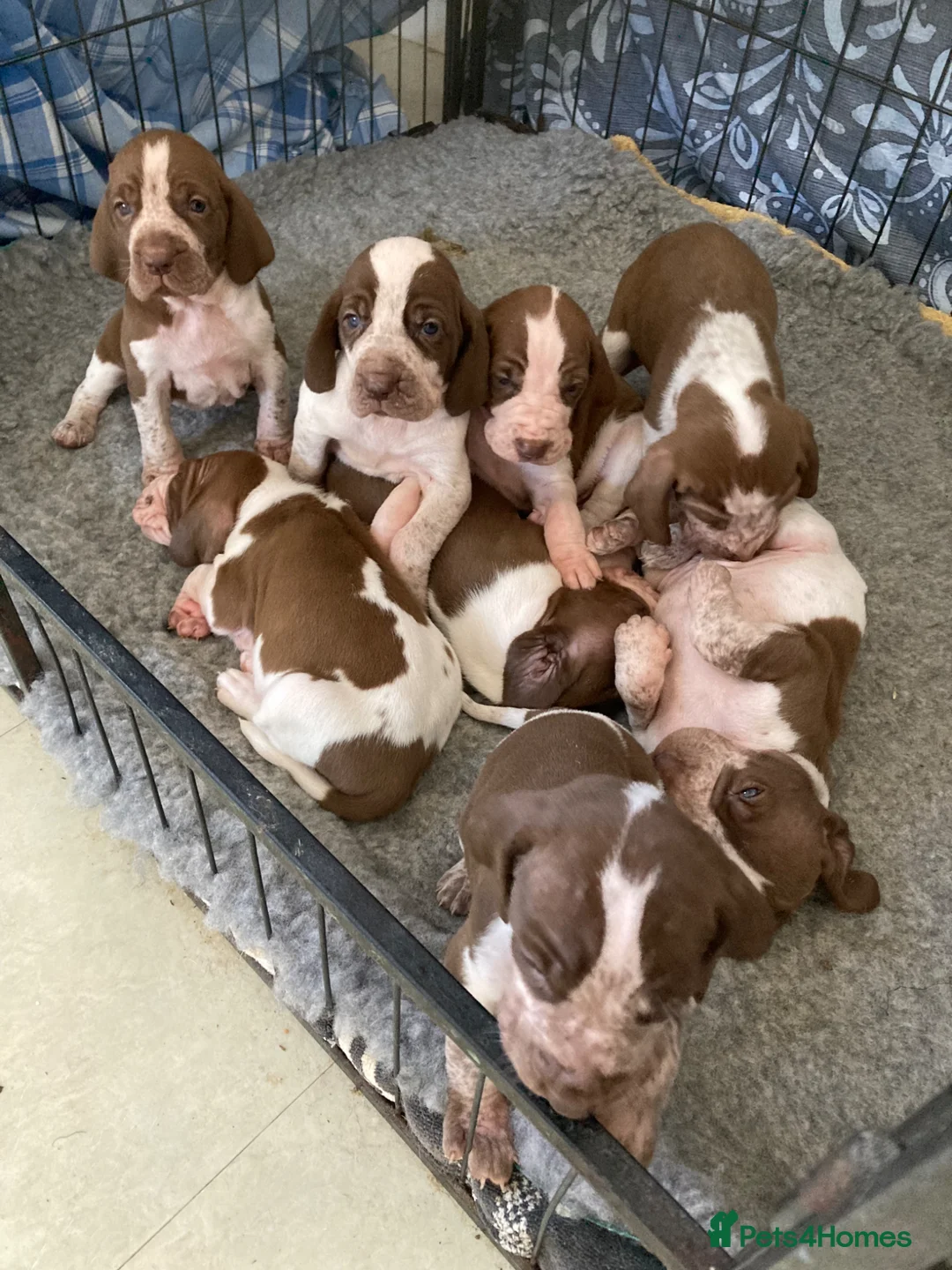 Bracco Italiano dogs for sale: Wonderful litter 4 boys 4 girls - Advert 1