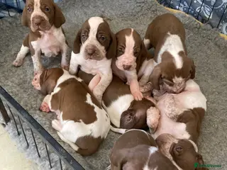 Bracco Italiano dogs Wonderful litter 4 boys 4 girls - Advert 4