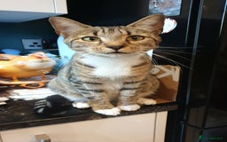 Mixed Breed cats for sale: Mixed part Bengal kittens - Image 6