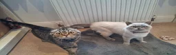 British Shorthair cats for sale: British shorthair and Scottish fold cats  - Advert 8