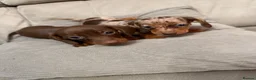 Miniature Dachshund dogs for sale: Miniature dachshund puppies  - Advert 5
