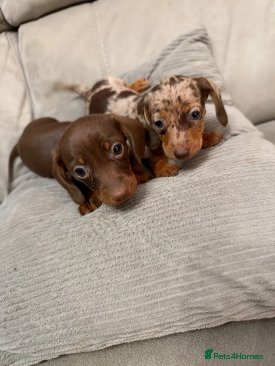 Miniature Dachshund dogs for sale: Miniature dachshund puppies  - Advert 5