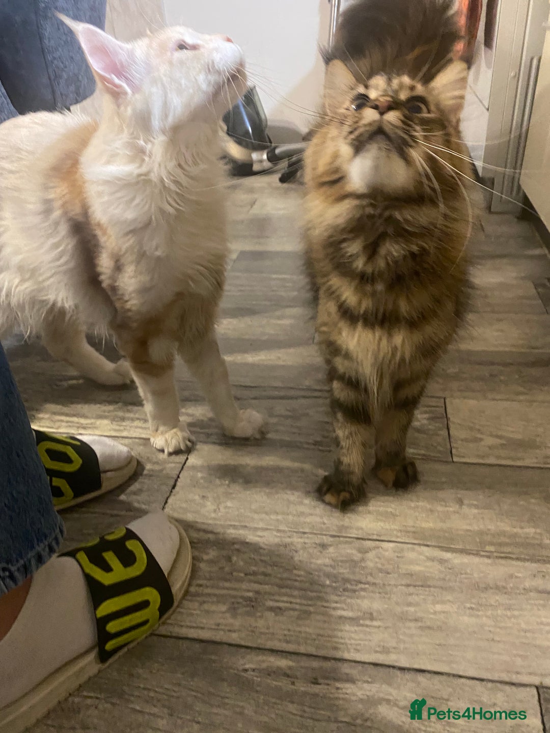 Maine Coon cats for sale: 3 Maine Coon kittens  - Advert 5