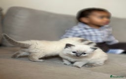 Ragdoll cats for sale: Exceptional Quality Ragdoll Kittens - Image 5