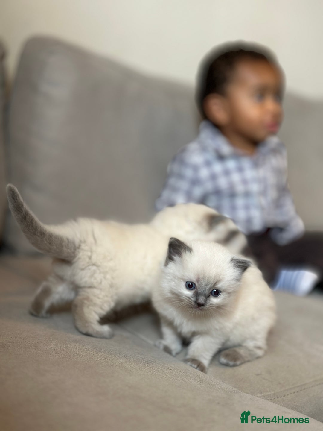 Ragdoll cats for sale: Exceptional Quality Ragdoll Kittens - Image 5