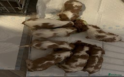 Cavalier King Charles Spaniel dogs for sale: Male and female available  - Advert 12