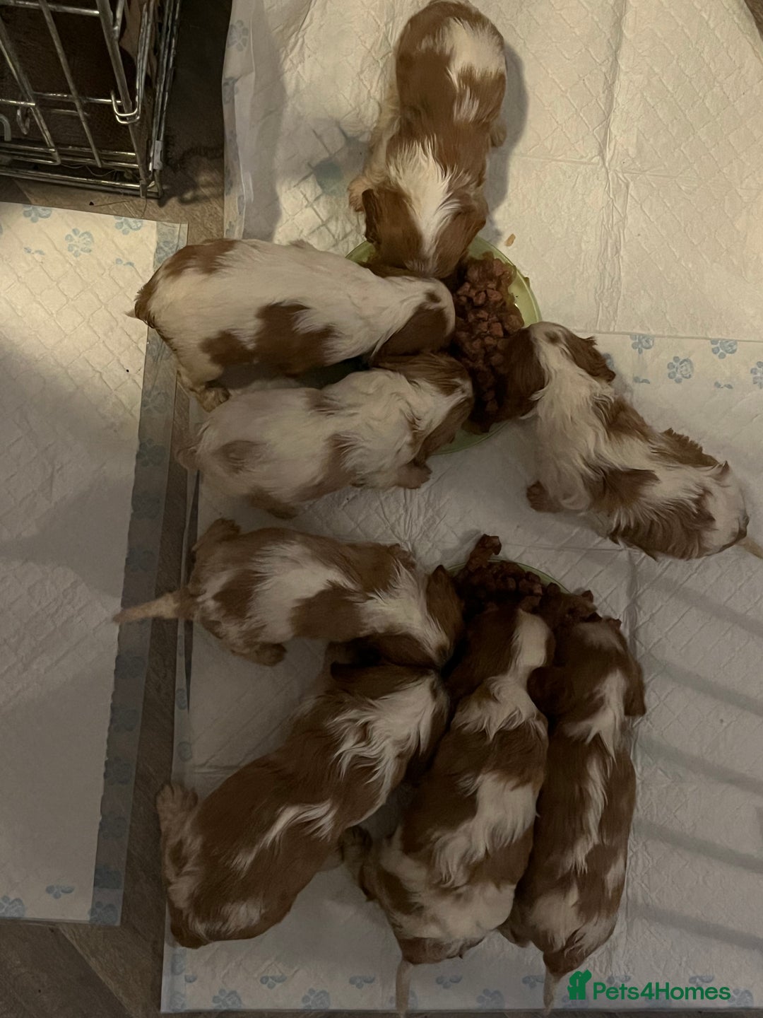 Cavalier King Charles Spaniel dogs for sale: Male and female available  - Advert 12