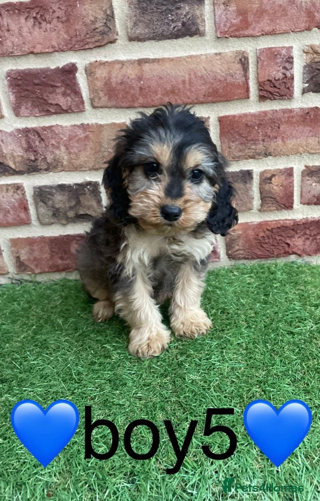 Cockapoo dogs for sale: ✨stunning cockapoo puppies✨ - Advert 9