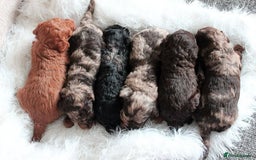 Toy Poodle dogs for sale: Adorable Toy Poodle Puppies – Full of Color - Image 5