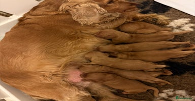 Cockapoo dogs - Advert 12