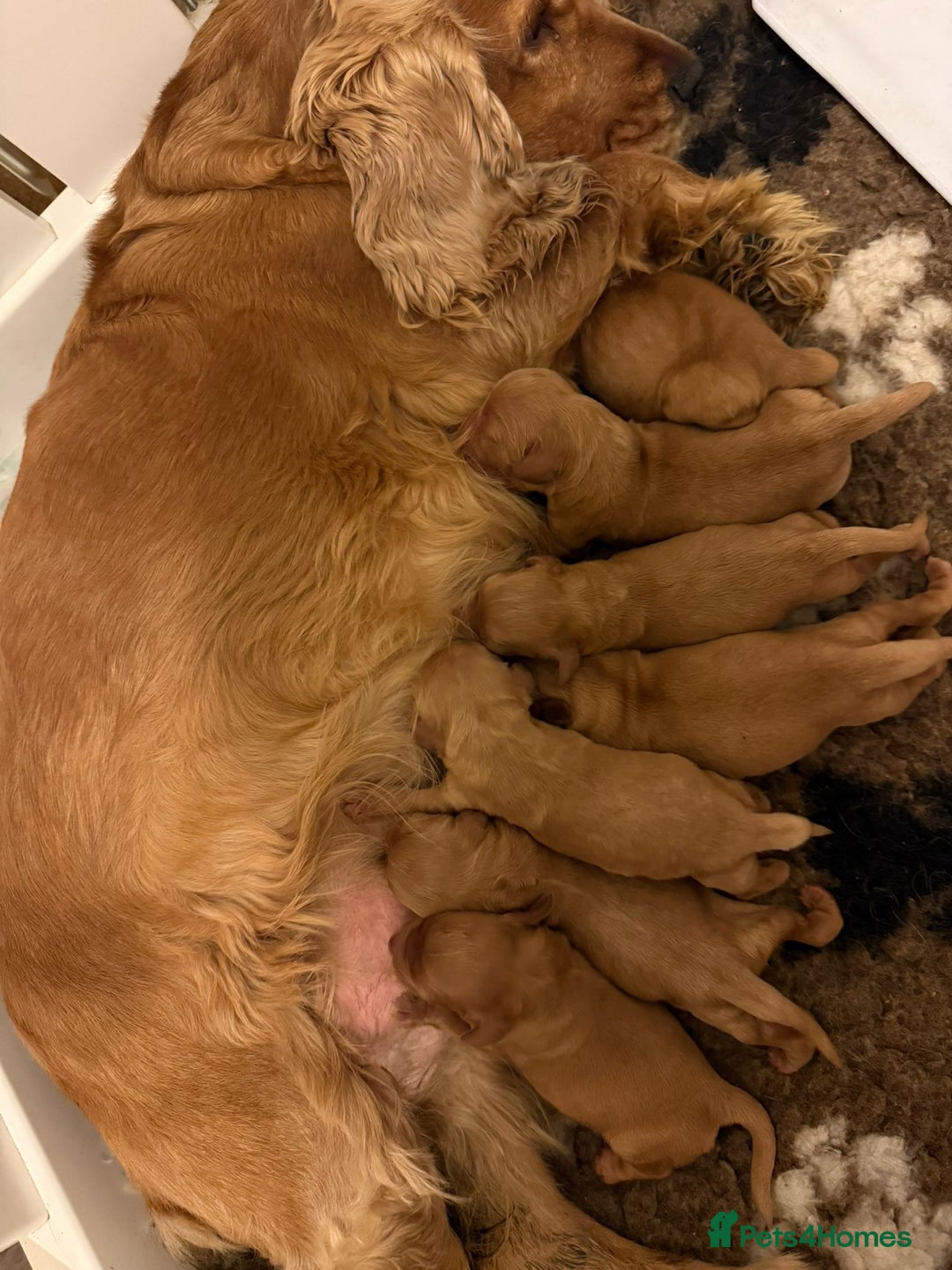Cockapoo dogs for sale: RARE VILLASPANIOL LINE  COCKAPOOS  - Image 2