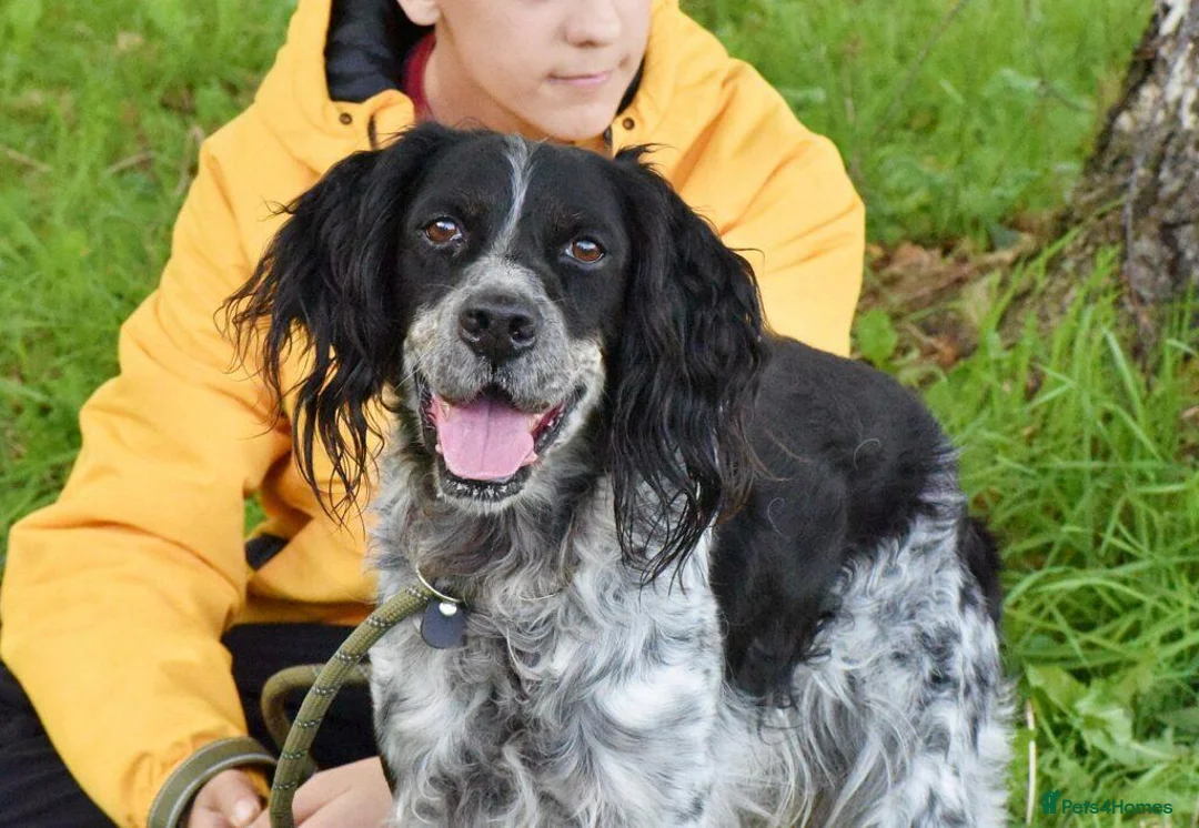 English Setter dogs for adoption: Moro  in Frinton-on-Sea - Advert 13