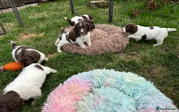 English Springer Spaniel dogs for sale: English springer spaniels  - Image 7
