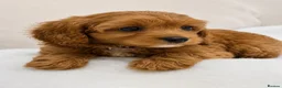 Cavapoo dogs for sale: ADORABLE F1 TOY CAVAPOOS - Advert 3