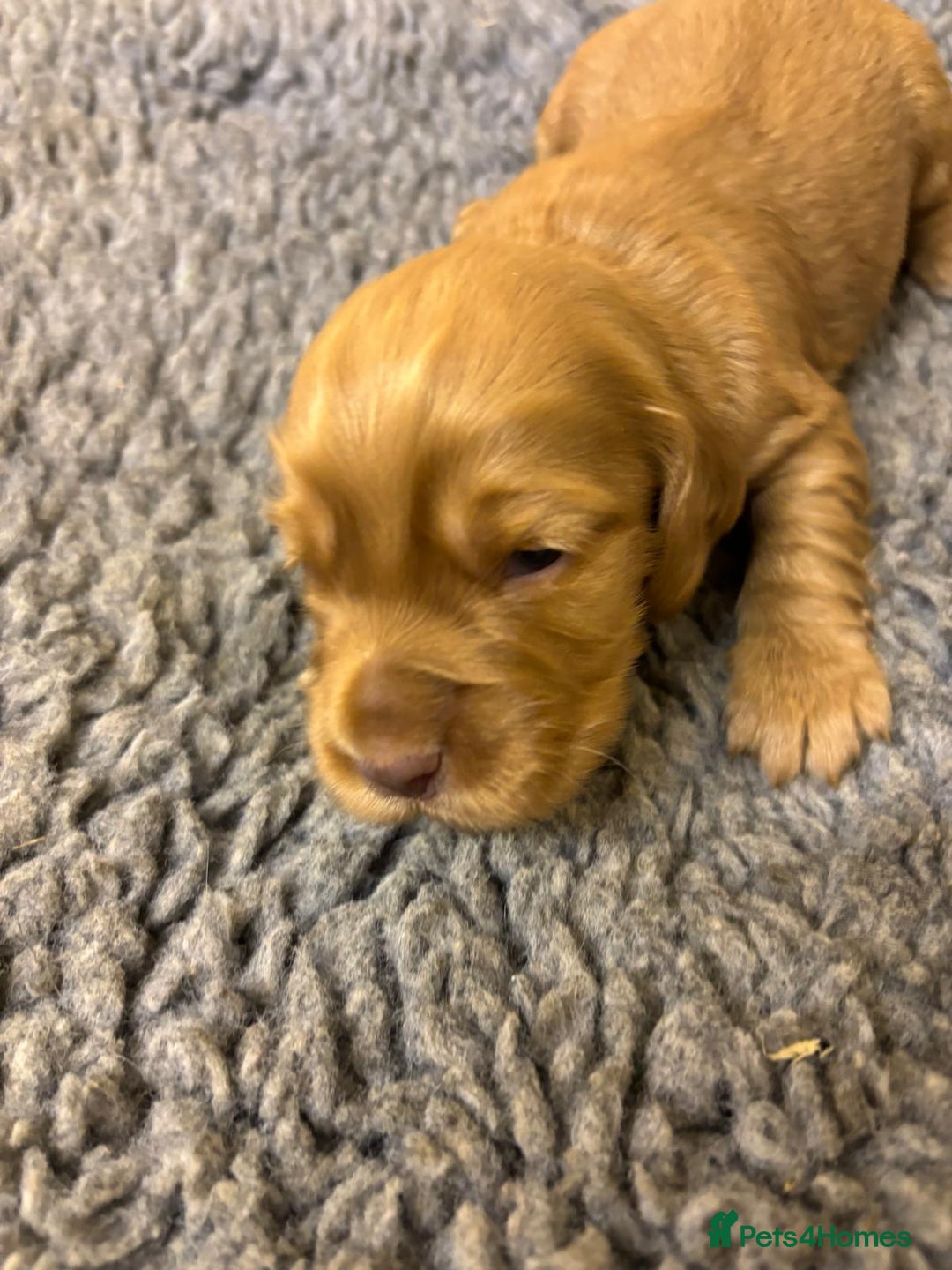 Cocker Spaniel dogs for sale: Stunning KC Cocker spaniels  - Advert 10