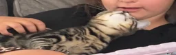 Mixed Breed cats for sale: 7-Month-Old Male tabby cat neutered & microchipped - Advert 4