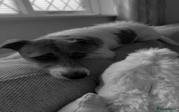 Jack Russell dogs for sale: Jack Russell  - Image 2