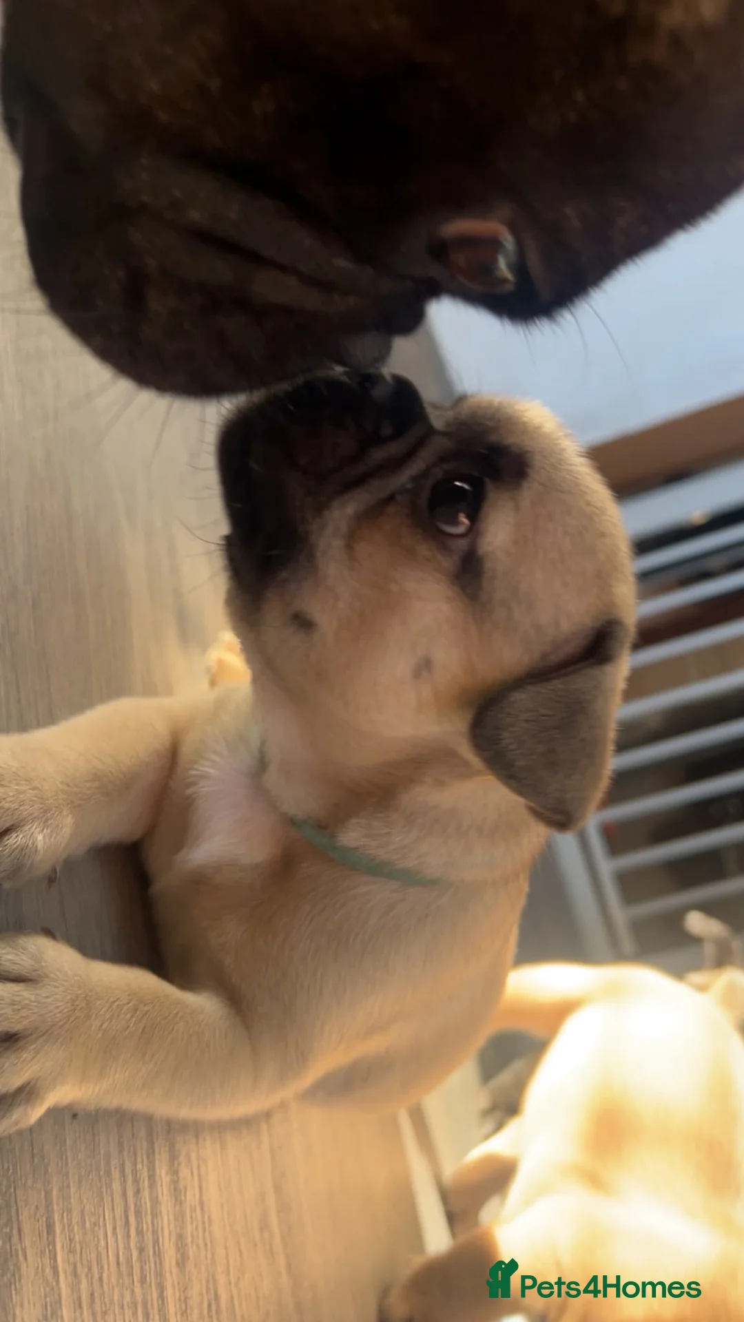 French Bulldog dogs for sale: French bulldog boy  in Hull - Advert 2