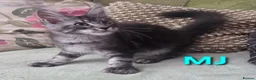 Maine Coon cats for sale: Tica reg maine coon. Poly. - Advert 5