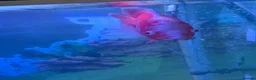 Cichlids fish for sale: Cichlids and catfish for sale (large 2 years old) - Advert 6
