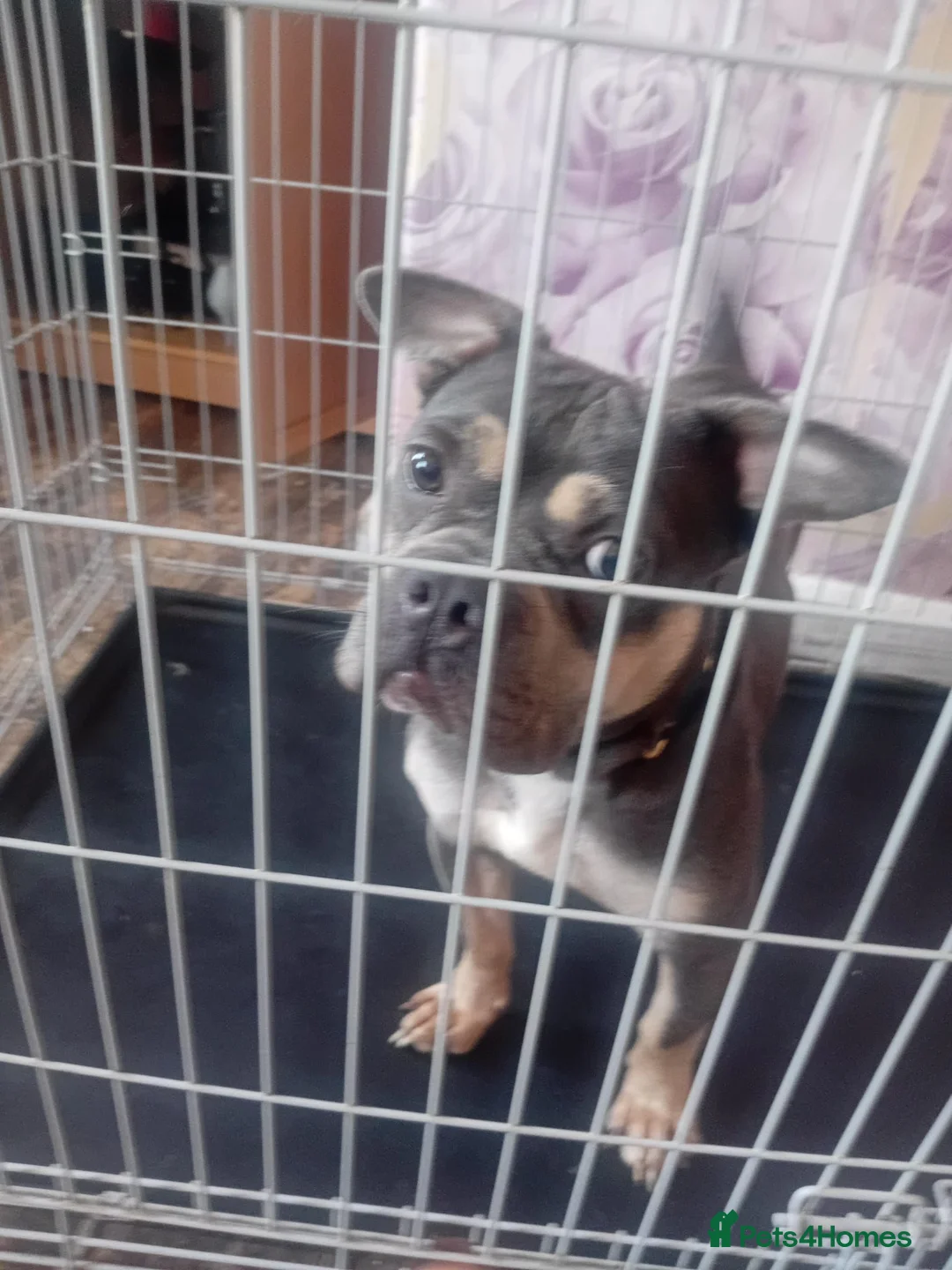American Bully dogs for sale: Amecian bully miro - Advert 2