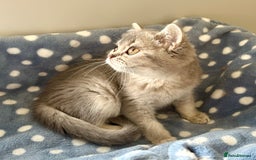 British Shorthair cats for sale: Blue Golden British Shorthair Female - Image 2
