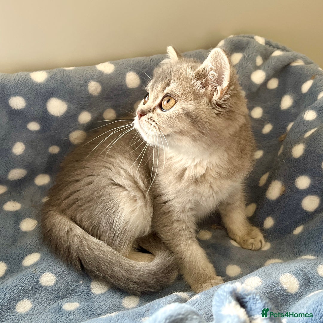 British Shorthair cats for sale: Blue Golden British Shorthair Female - Image 2