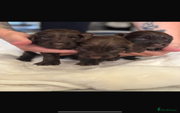 Sprocker dogs for sale: Sprocker Puppies - Image 15