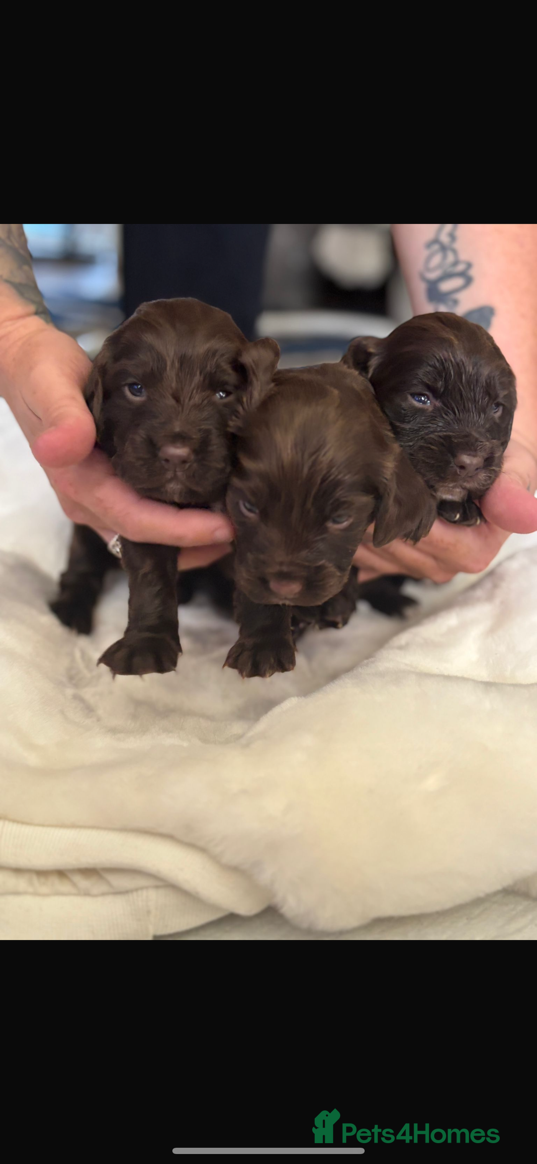 Sprocker dogs for sale: Sprocker Puppies - Image 15