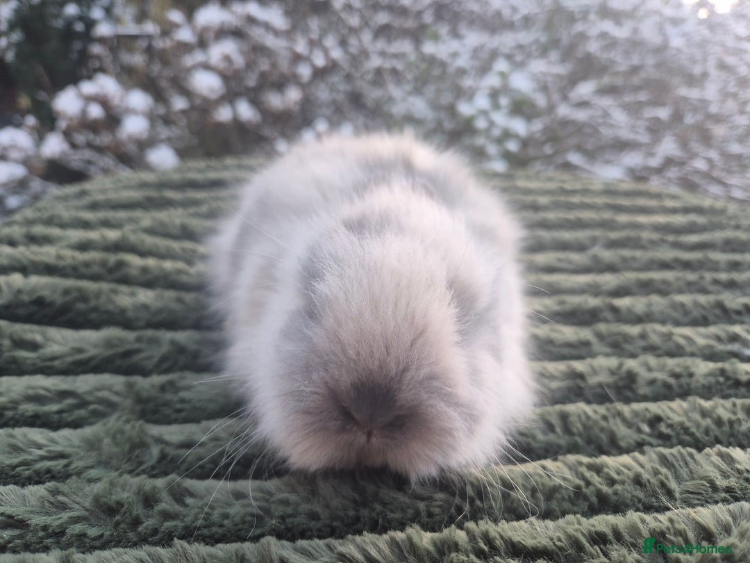 Angora rabbits for sale: 💖💙Ready in 2 weeks- Blue harli teddydwerg💙💖 - Advert 24