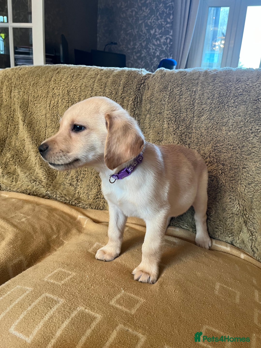 Labrador Retriever dogs for sale: Stunning Labrador pedigree puppies  - Advert 29