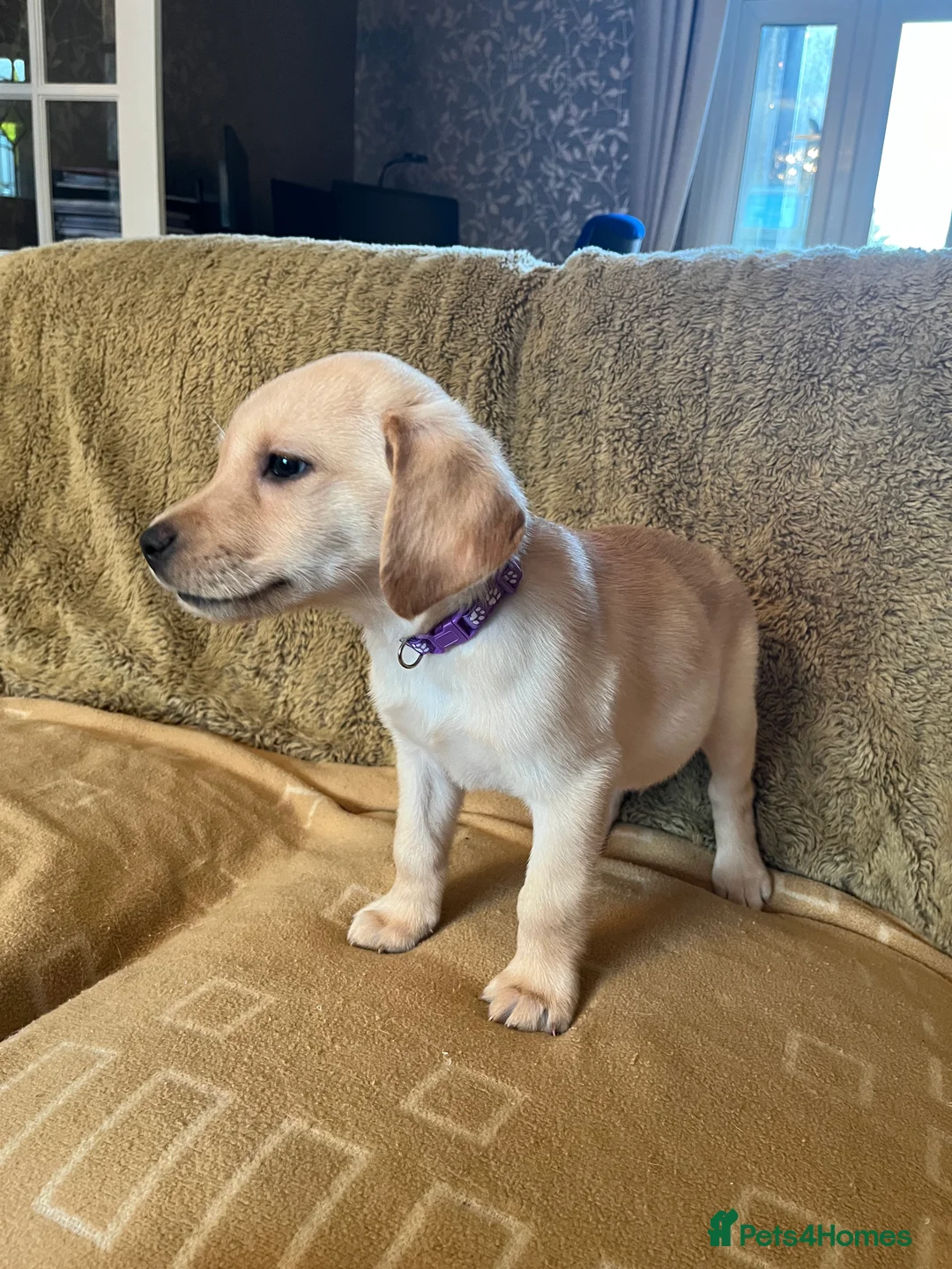 Labrador Retriever dogs for sale: Stunning Labrador pedigree puppies  - Advert 22