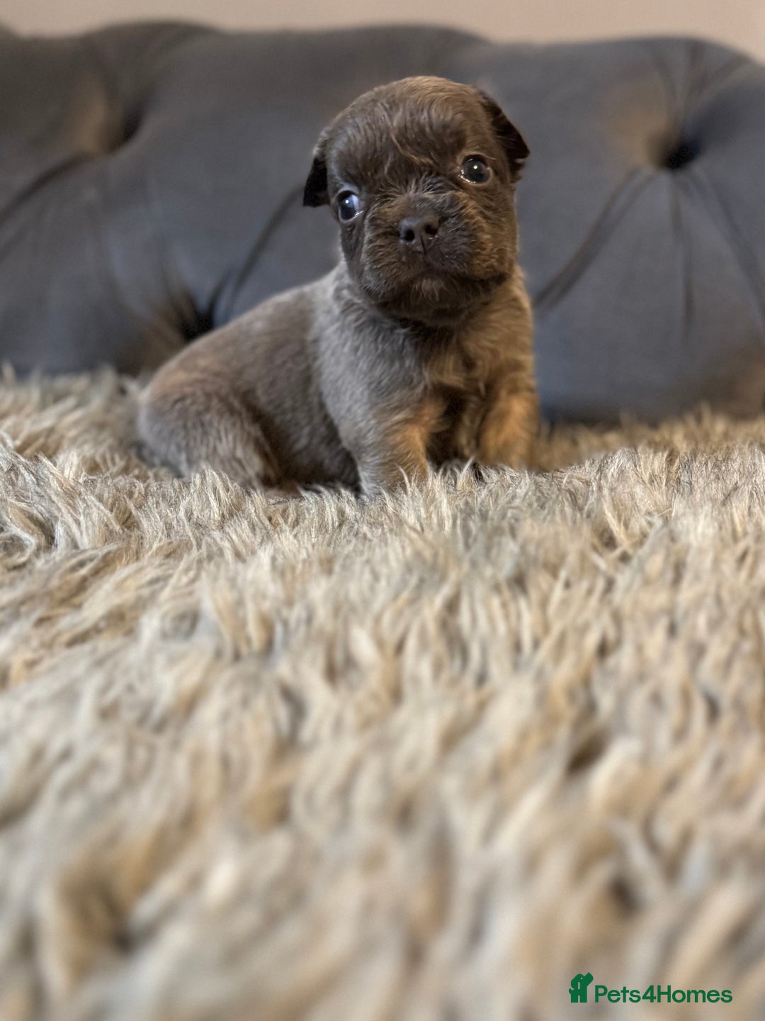 French Bulldog dogs for sale: 10 Full Fluffy French Bulldogs  - Advert 6