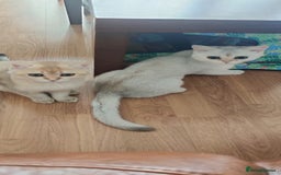 Scottish Fold cats for sale: Scottish Fold girl & Straight boy, 1 yr siblings - Image 1