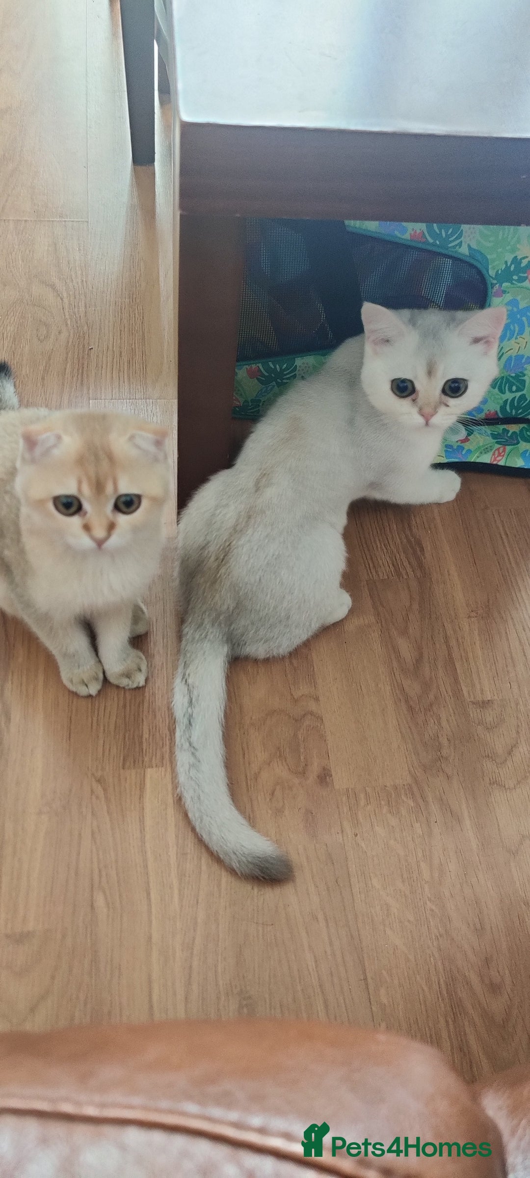 Scottish Fold cats for sale: Scottish Fold girl & Straight boy, 1 yr siblings - Image 1