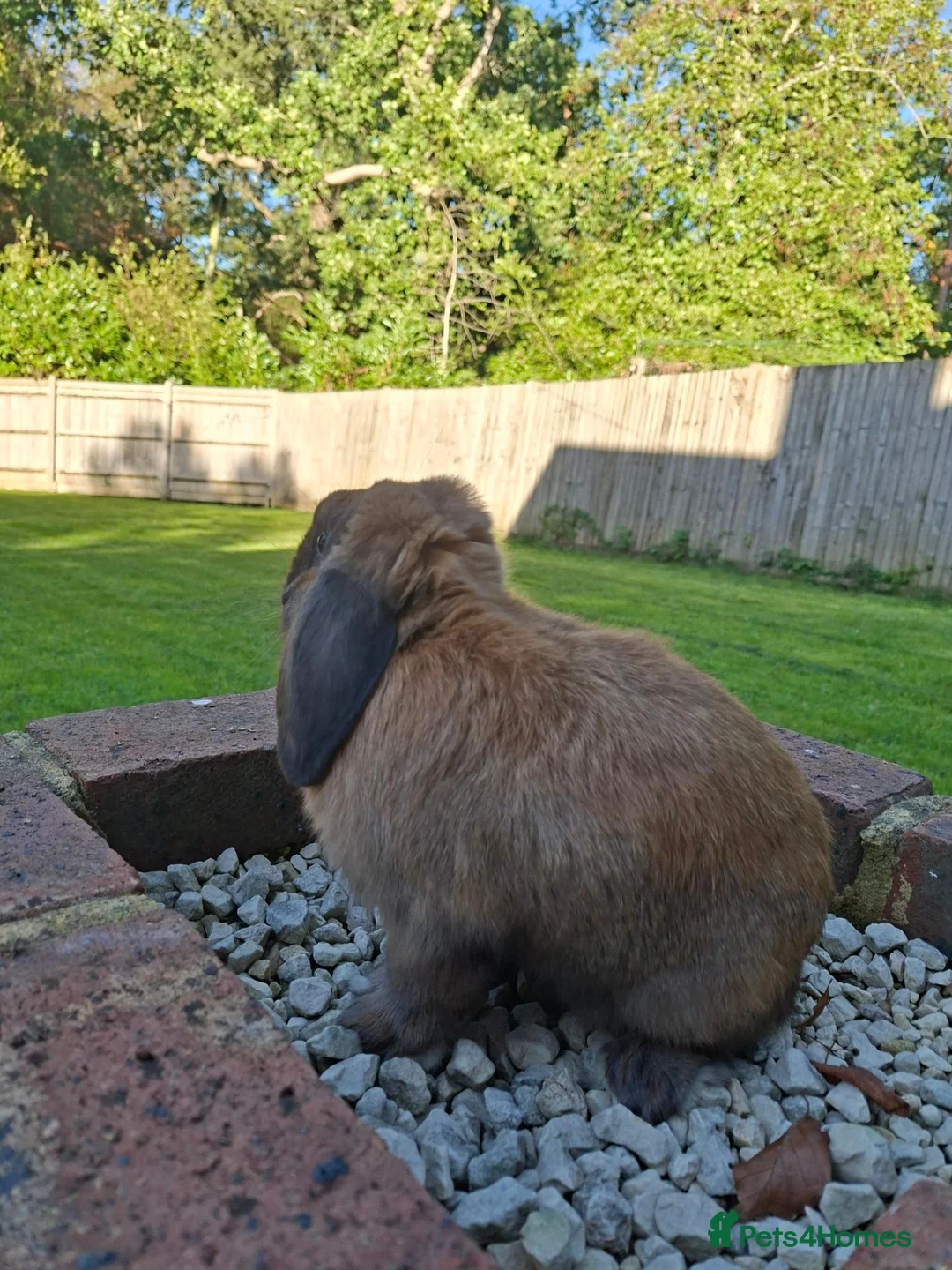 Mini Lop rabbits for sale: Gorgeous mini lop rabbit - Advert 7