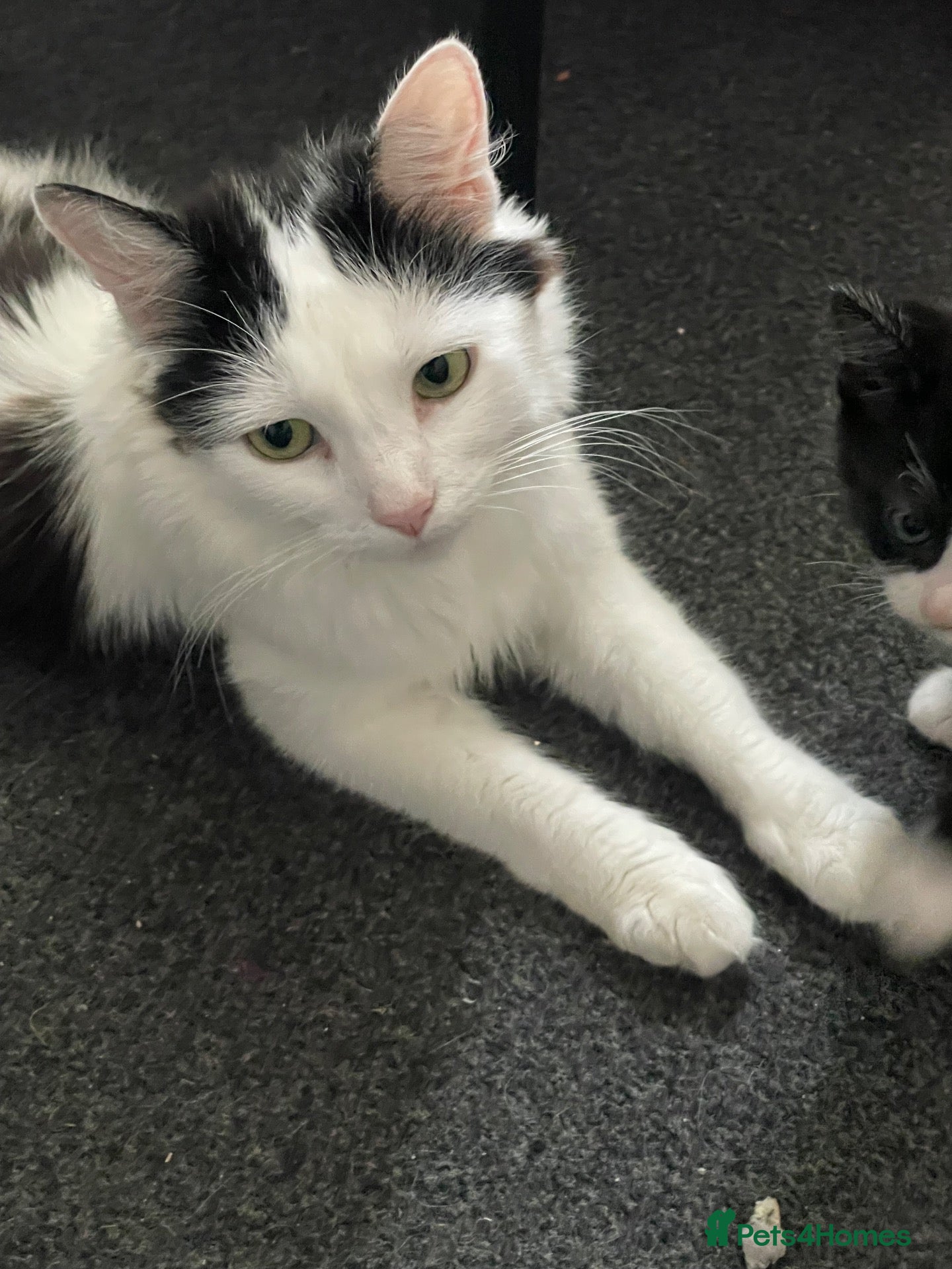 Turkish Van cats Litter of 4 gorgeous kittens  - Advert 7