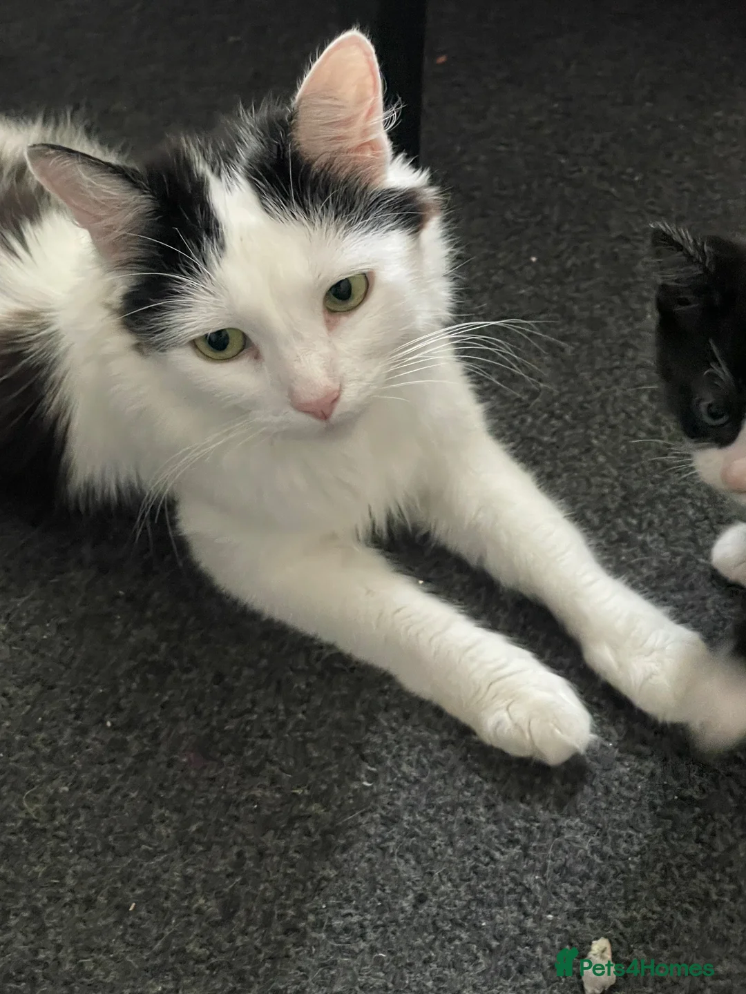 Turkish Van cats for sale: Litter of 4 gorgeous kittens  - Advert 1