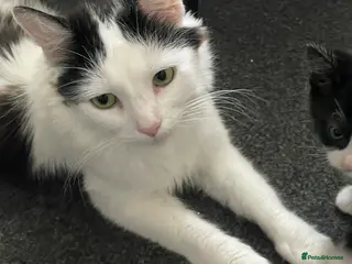 Turkish Van cats Litter of 4 gorgeous kittens - Advert 7