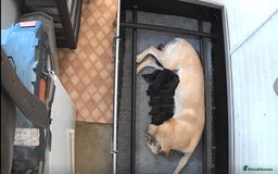 Labrador Retriever dogs for sale: Beautiful boys - Image 3